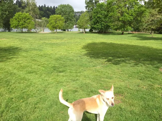 Dog Park Sellwood Dog Park Gresham