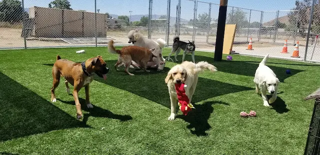 Dog day care center H.O.P. E. Dog Training San Bernardino