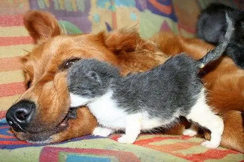 Dog day care center Pacific Park Animal Hospital Mission Viejo