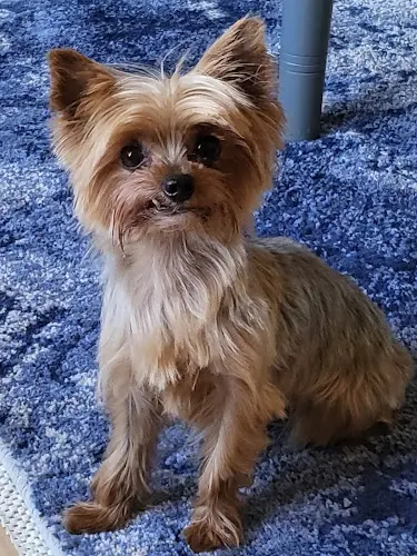 Dog Grooming Urban Pawz Beaverton