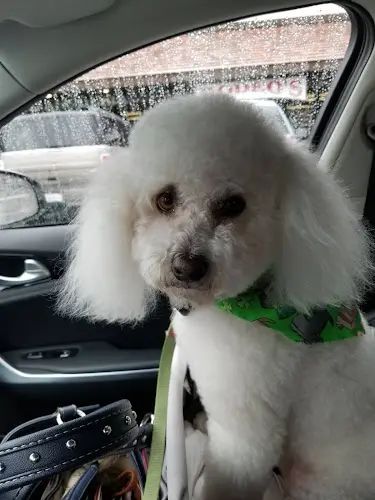 Dog day care center Classy K-9 Clips Oceanside