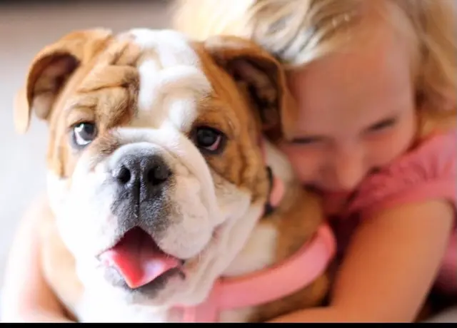 Dog day care center Lucky's Dog House Daycare & Boarding Palmdale