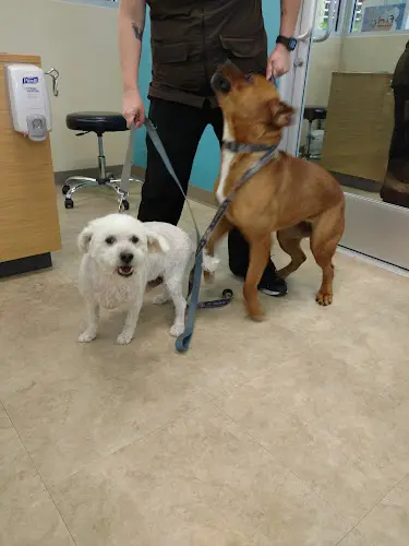 Rescue & Shelter Petco El Monte
