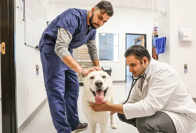 Pet vet Stonelake Animal Hospital Sacramento