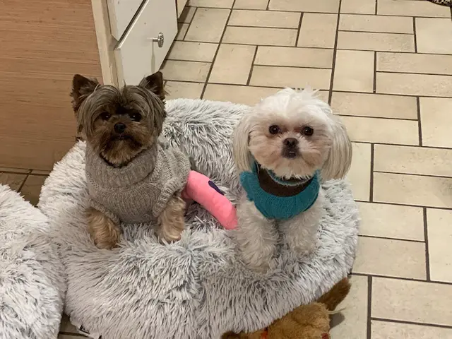 Pet boarding service Union Animal Hospital Spokane