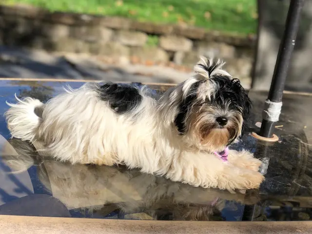 Dog breeder Havan Addiction Havanese Gresham