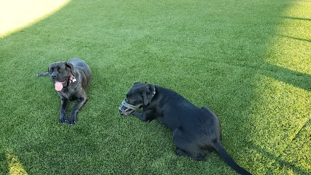 Dog trainer A Breed Apart Dog Training Corona