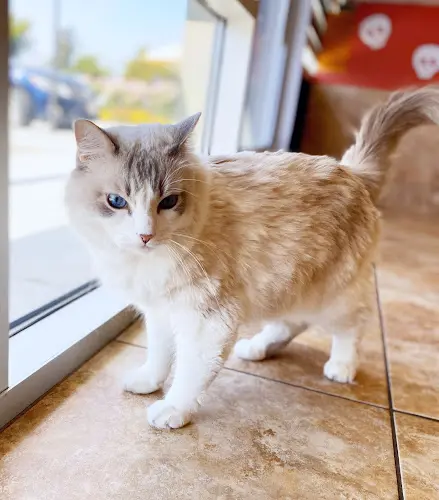 Dog day care center Country Club Animal Hospital West Covina