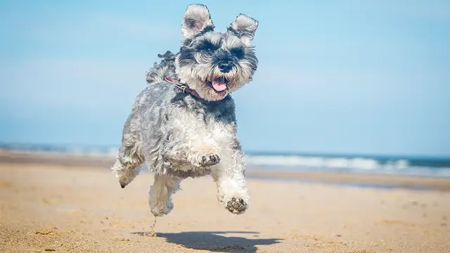 Pet vet Rancho Bernardo Veterinary Clinic San Marcos