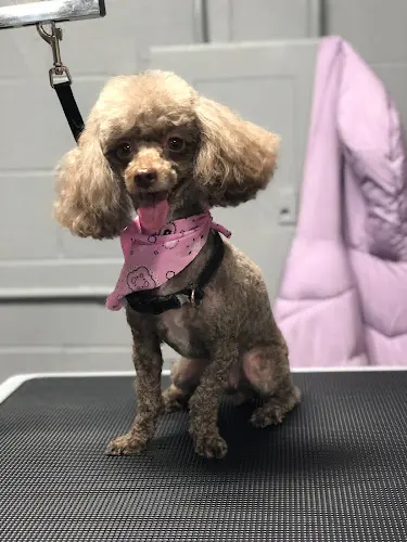 Dog Grooming Jennys Dog Grooming Burbank