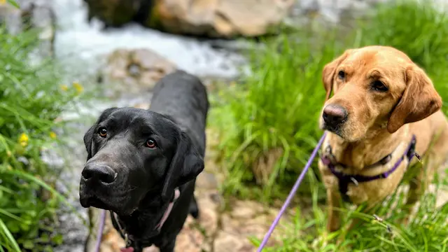 Dog trainer Woof! San Diego San Diego