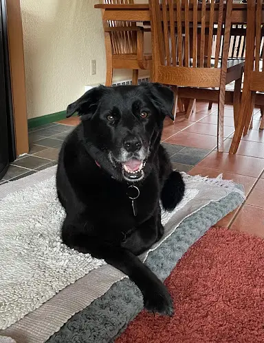 Dog day care center Veterinary Specialists of Alaska Anchorage