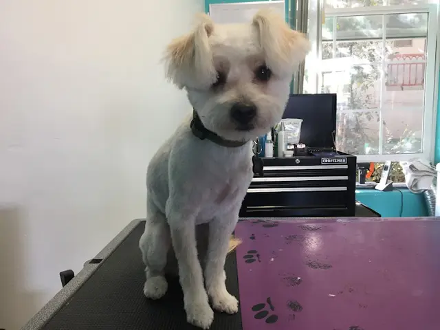 Dog day care center Shampooch Chula Vista
