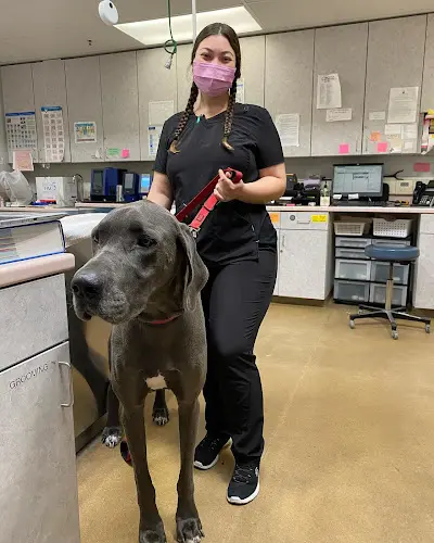 Pet vet VCA All Pets Animal Hospital Salinas Salinas