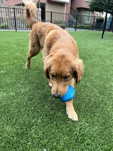 Dog trainer Abel Pet Clinic Elk Grove