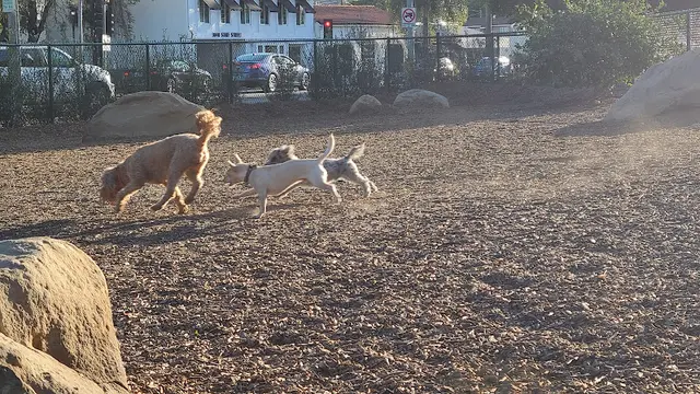 Dog Park MacKenzie Park Dog Park Santa Barbara