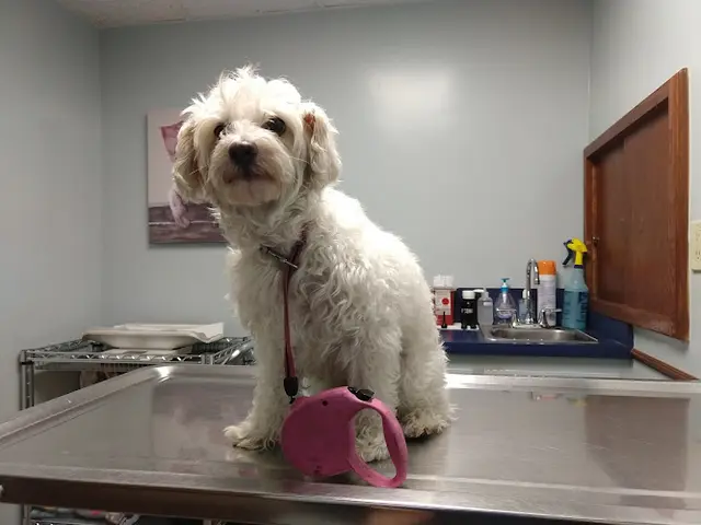 Pet vet Sharp Pet Hospital Burbank