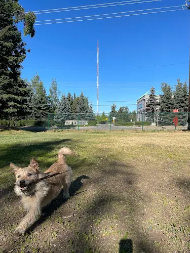 Dog Park Arctic Benson Park Playground Anchorage