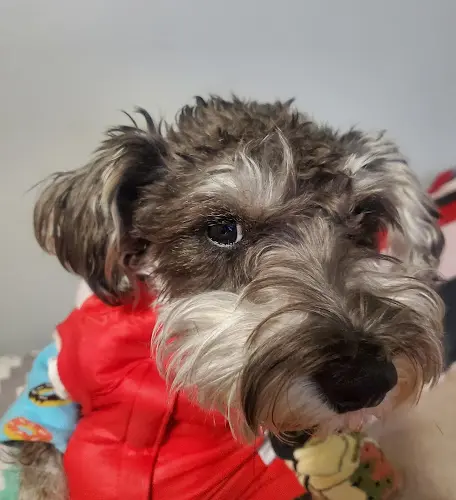 Dog Grooming Mi Mascota Pet Shop And Grooming South Gate