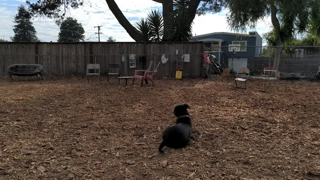 Dog Park Acton Parker Dog Park Richmond