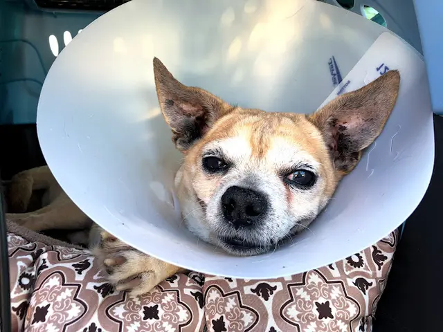 Pet vet Leave No Paws Behind Veterinary Clinic West Covina