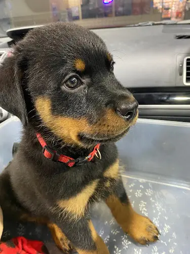 Dog breeder Roughys Ranch Roseville