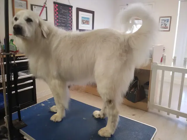 Dog Grooming Wildomar Pet Grooming Murrieta