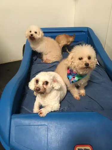 Pet vet Sanders K-9 Inn, Inc Fullerton