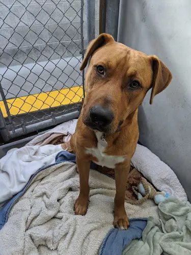 Dog breeder Berkeley Humane San Leandro