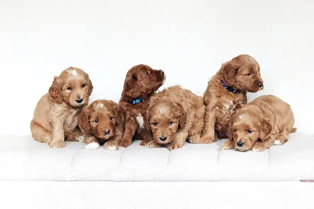 Dog breeder Goldendoodle Paw Fairfield