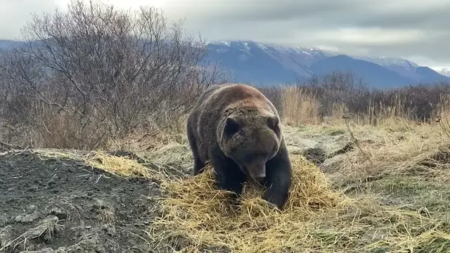 Rescue & Shelter Alaska Wildlife Conservation Center Anchorage