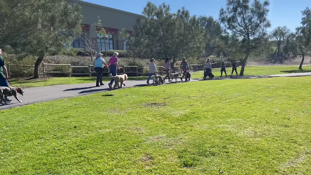 Dog day care center The Hounds Grounds Huntington Beach