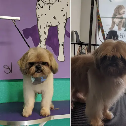 Dog Grooming Pups Parlor Groom and Board Rialto