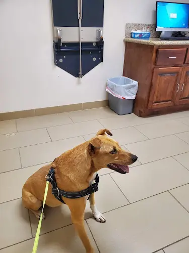 Pet vet Selma Pet Clinic Fresno