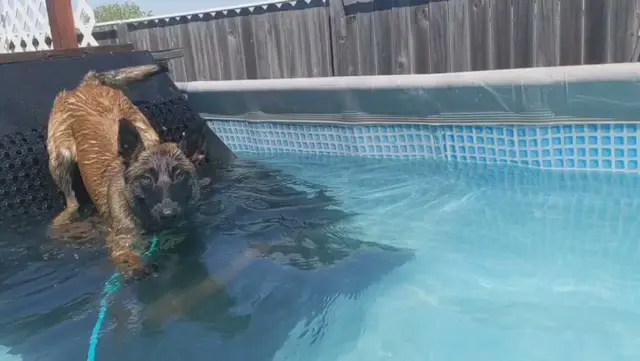 Dog trainer 3D Dog Training Sac Sacramento