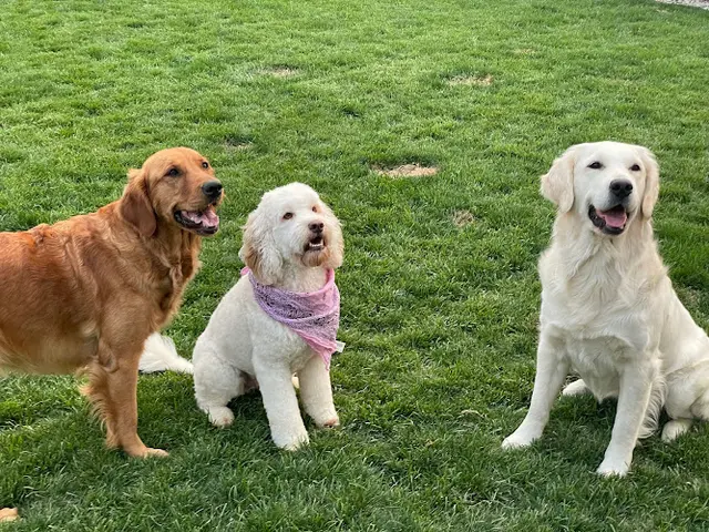Dog day care center Deaton Doggie Day Care Bend