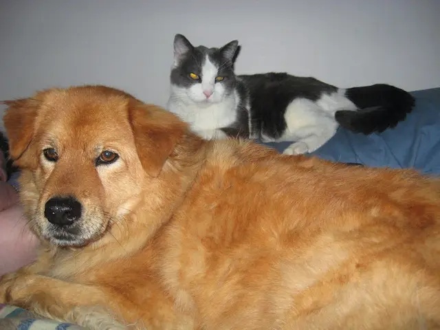 Pet vet VCA Rancho San Diego Animal Hospital El Cajon