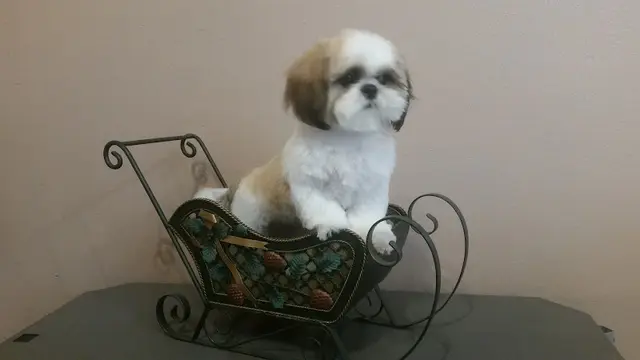 Dog Grooming Creative Dog Grooming Indio