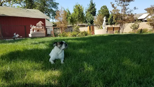 Dog Park Teuchert Park Carson