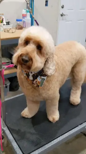 Dog Grooming Classy Paws Dog Grooming Everett