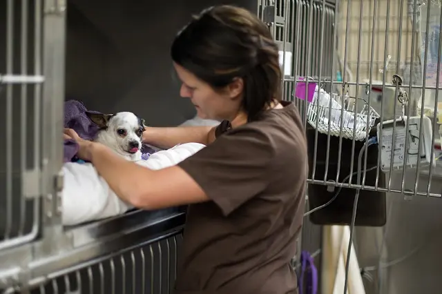 Dog trainer Atlantic Street Pet Emergency Center Roseville