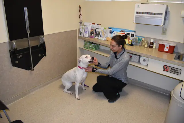 Pet vet Cat & Dog Clinic of Bellevue Kirkland