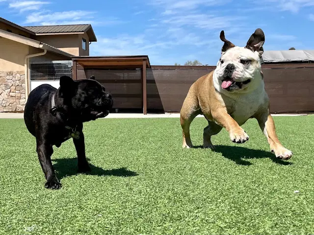 Dog breeder Springdale Pet Ranch Santa Maria