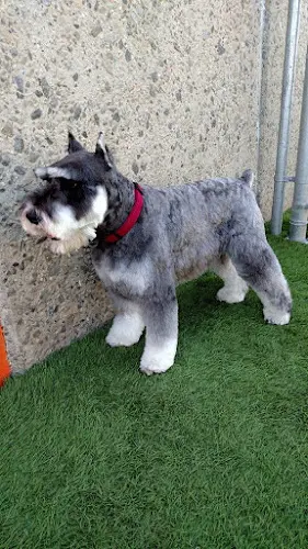 Dog breeder Camp Run-A-Mutt San Marcos San Marcos