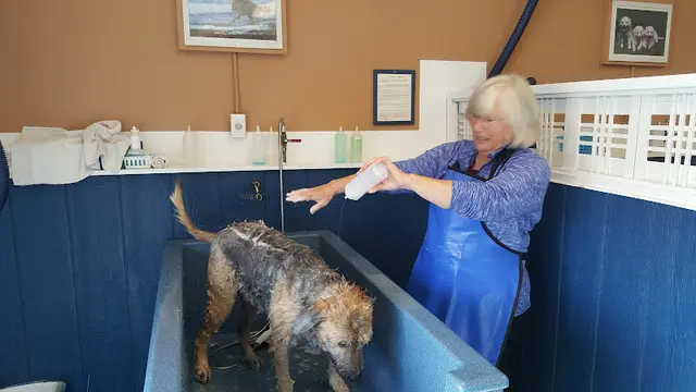 Pet vet Splish Splash Doggy Bath Federal Way