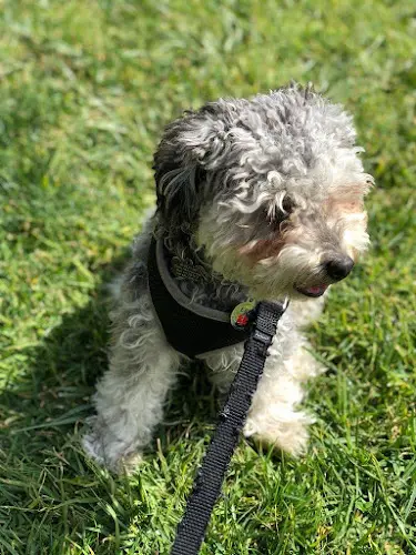Dog walker Lisal3epups Rancho Cucamonga