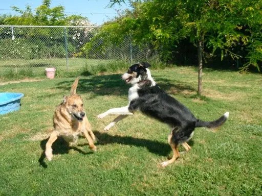 Dog day care center Badger Creek Kennels Sacramento