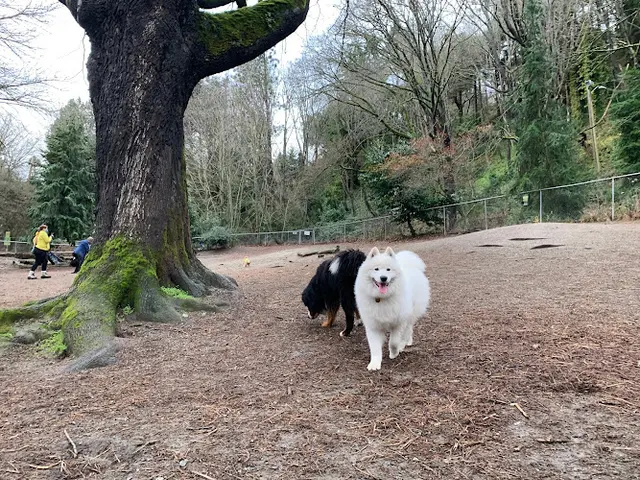 Dog Park Golden Gardens Off Leash Area Kirkland