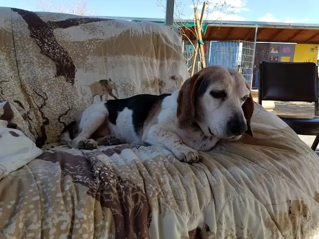 Rescue & Shelter Beagles and Buddies Victorville