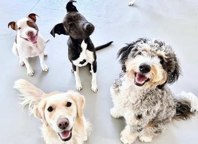Dog breeder Oh Hello Dog: DTLA Dog Daycare & Boarding Los Angeles